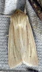 Mythimna oxygala