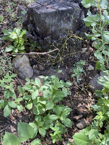 Talinum sonorae (Talinum sonorae)