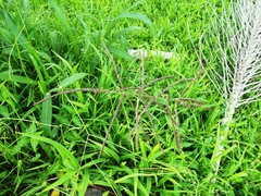 Paspalum paniculatum