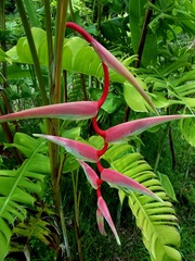 Heliconia chartacea