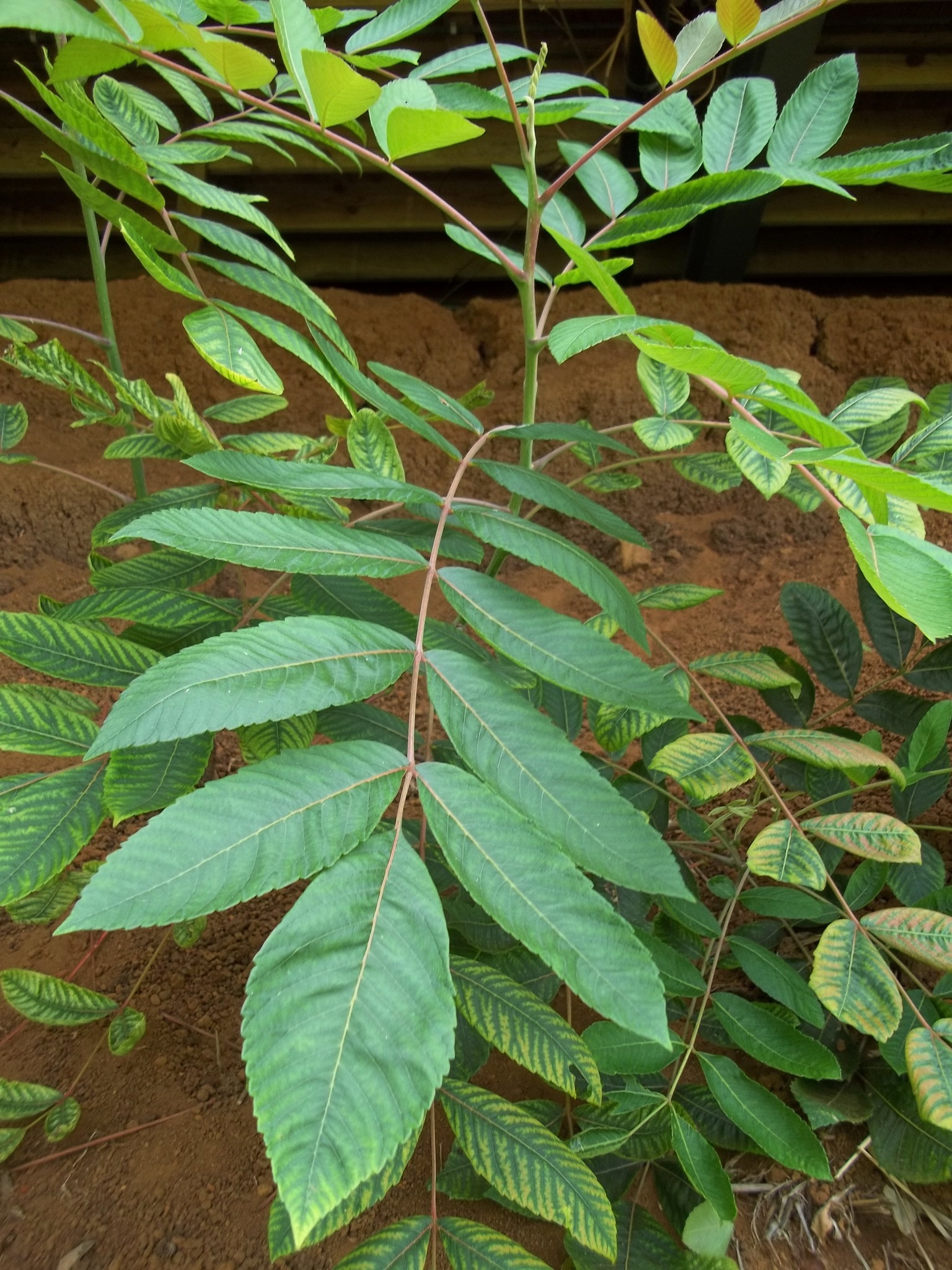 Rhus sandwicensis