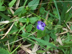 Torenia asiatica