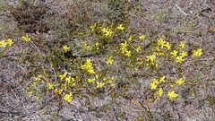 Hibbertia procumbens