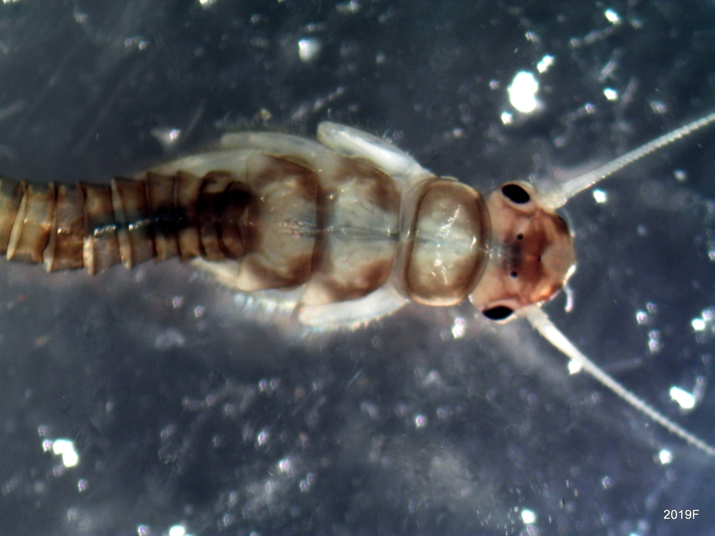 Exquisite Sallfly