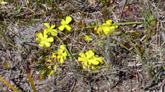 Hibbertia procumbens