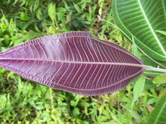 Miconia calvescens