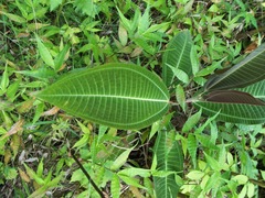 Miconia calvescens