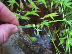 Spermacoce mauritiana