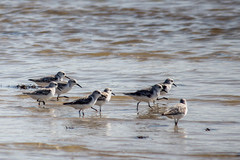 Calidris alba