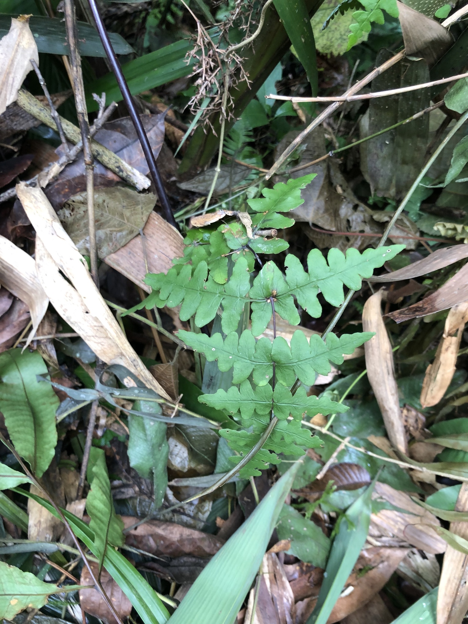Histiopteris incisa — ảnh 3