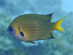 Pacific Bronze Chromis photo 3