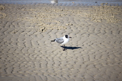 Leucophaeus atricilla