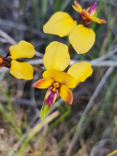 Image of Diuris magnifica by (c) Belinda Forbes, some rights reserved (CC BY)