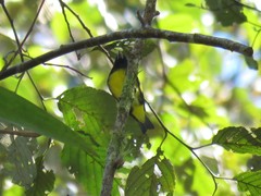 Spinus xanthogastrus