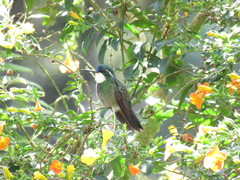 Lampornis castaneoventris
