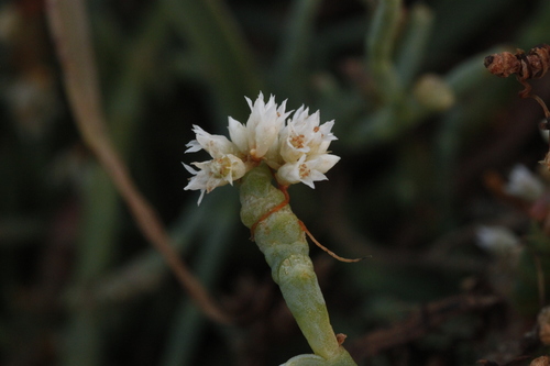 Sarcocornia pacifica iNat (1)