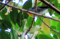 Oreothlypis gutturalis