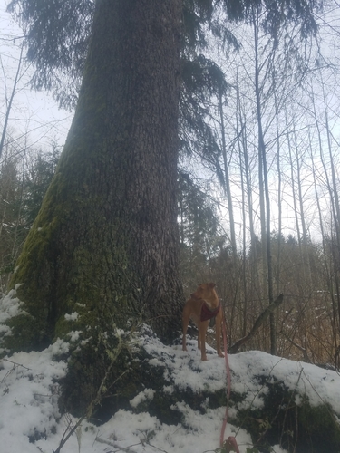 Sitka spruce (Picea sitchensis)