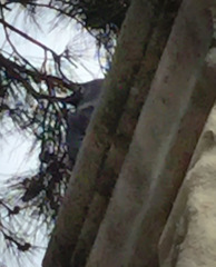 Corvus monedula