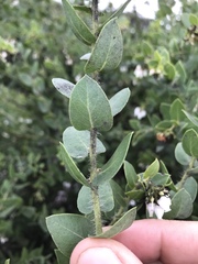 Arctostaphylos purissima