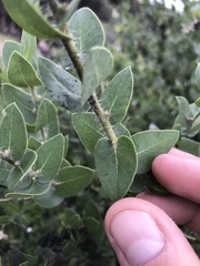 Arctostaphylos purissima