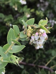 Arctostaphylos purissima