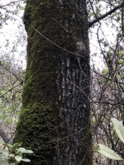 Quercus × morehus