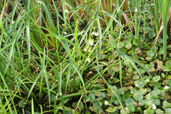 Sagittaria trifolia