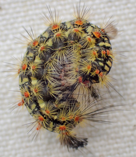 Western Tussock Moth