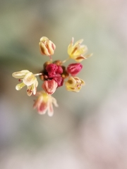 Eriogonum trichopes