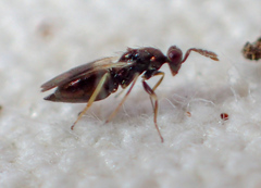 Eulophinae