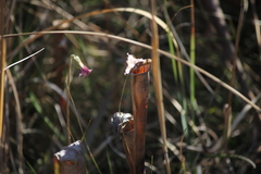 Sarracenia