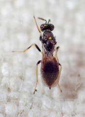 Eulophinae