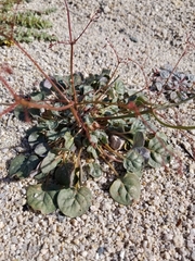 Eriogonum trichopes