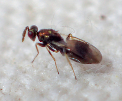Eulophinae