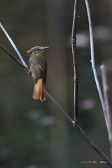 Onychorhynchus coronatus