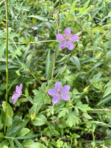 Geranium yoshinoi iNat (1)