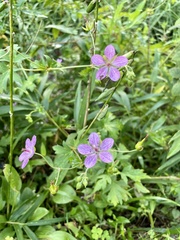 Geranium yoshinoi