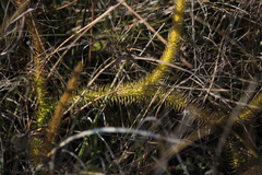Lycopodiella