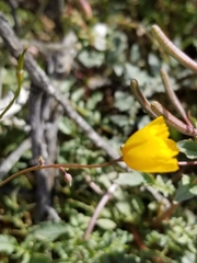 Eschscholzia minutiflora