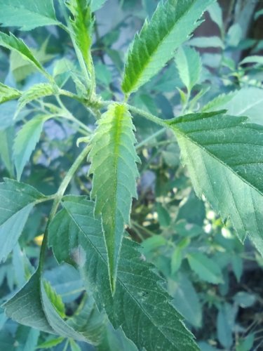 Beggar-ticks foliage