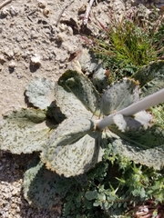 Atrichoseris platyphylla