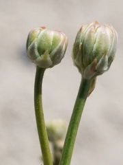 Atrichoseris platyphylla