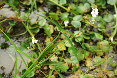 Sagittaria trifolia