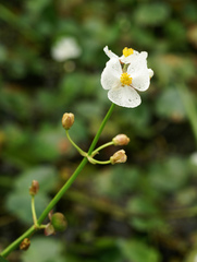 Sagittaria trifolia