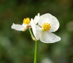 Sagittaria trifolia