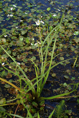 Sagittaria trifolia