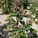 Nettle-leaved Goosefoot - Photo no rights reserved, uploaded by Rod