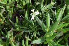 Erysimum franciscanum