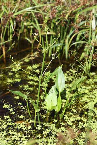 Asian water plantain
